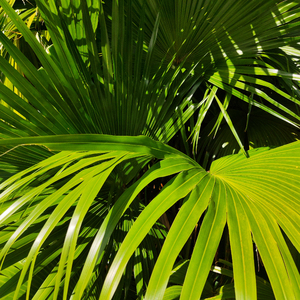 带土抓住玖辛奈的头发
